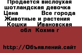 Продается вислоухая шотландская девочка › Цена ­ 8 500 - Все города Животные и растения » Кошки   . Ивановская обл.,Кохма г.